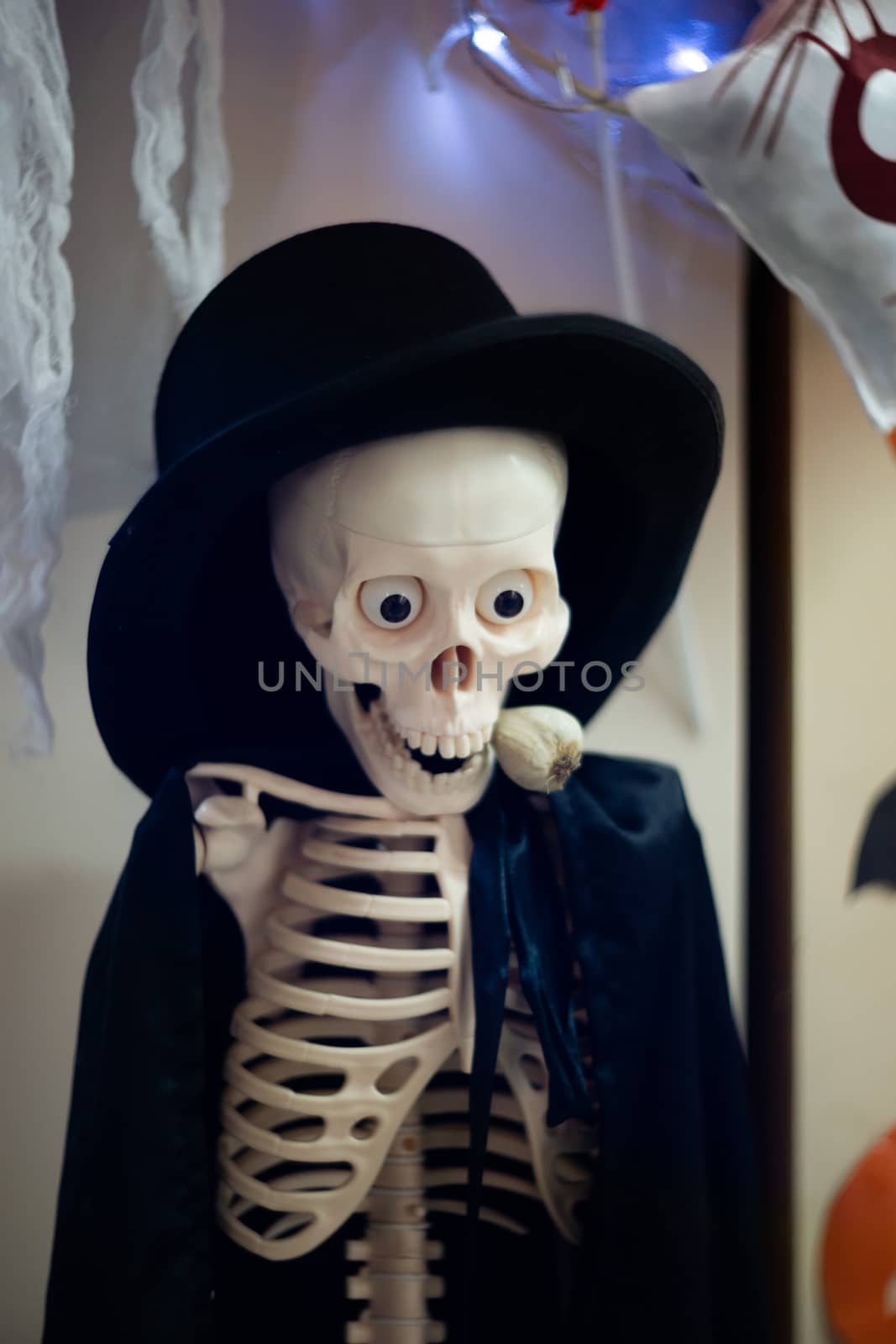 Skeleton with hat on head and cloak with garlic in mouth. Halloween decoration. Close-up view with blurred background.