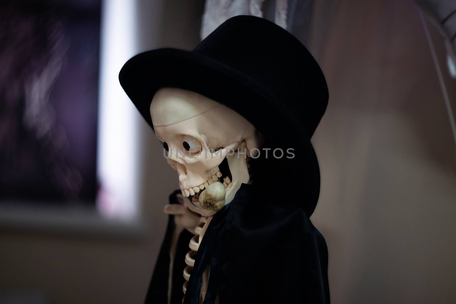 Skeleton with hat on head and cloak with garlic in mouth. Halloween decoration. Close-up view with blurred background.