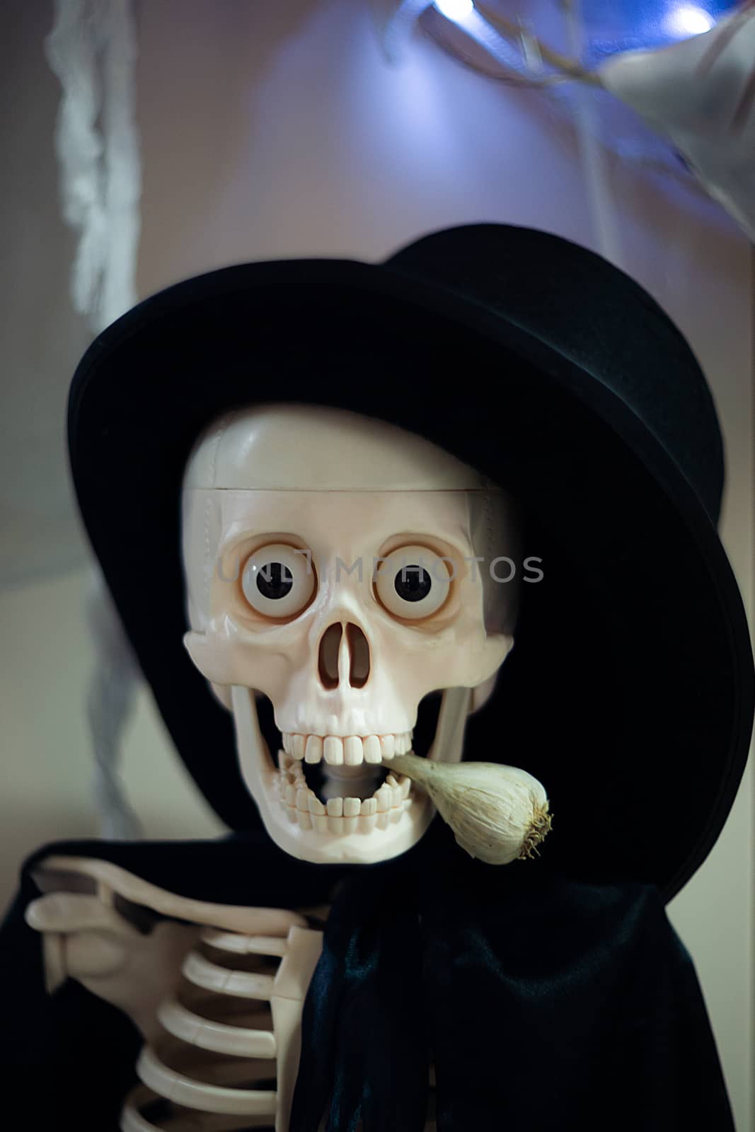 Skeleton with hat on head and cloak with garlic in mouth. Halloween decoration. Close-up view with blurred background.