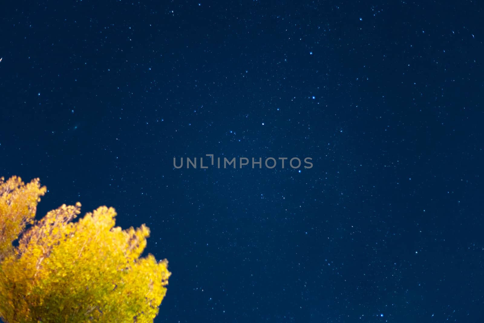 Long exposure night sky stars photo. A lot of stars with constellations. Tree in foregroung. Far from the city. Night landscape.