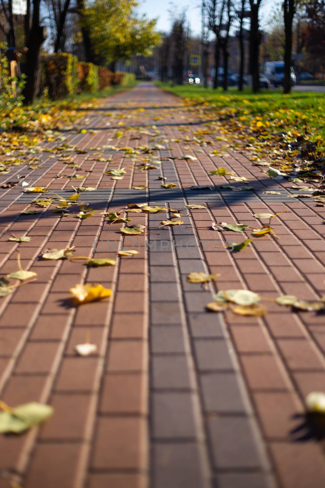 Autumn walking road with leaves at the curb. Green grass and orange leaves.