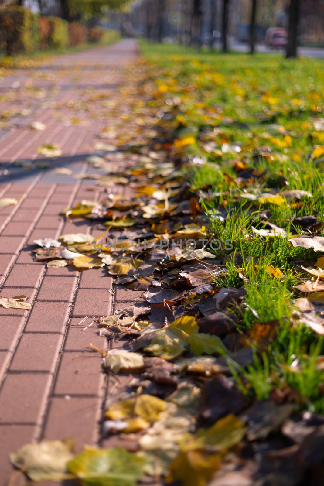 Autumn walking road with leaves at the curb. Green grass and orange leaves. by alexsdriver