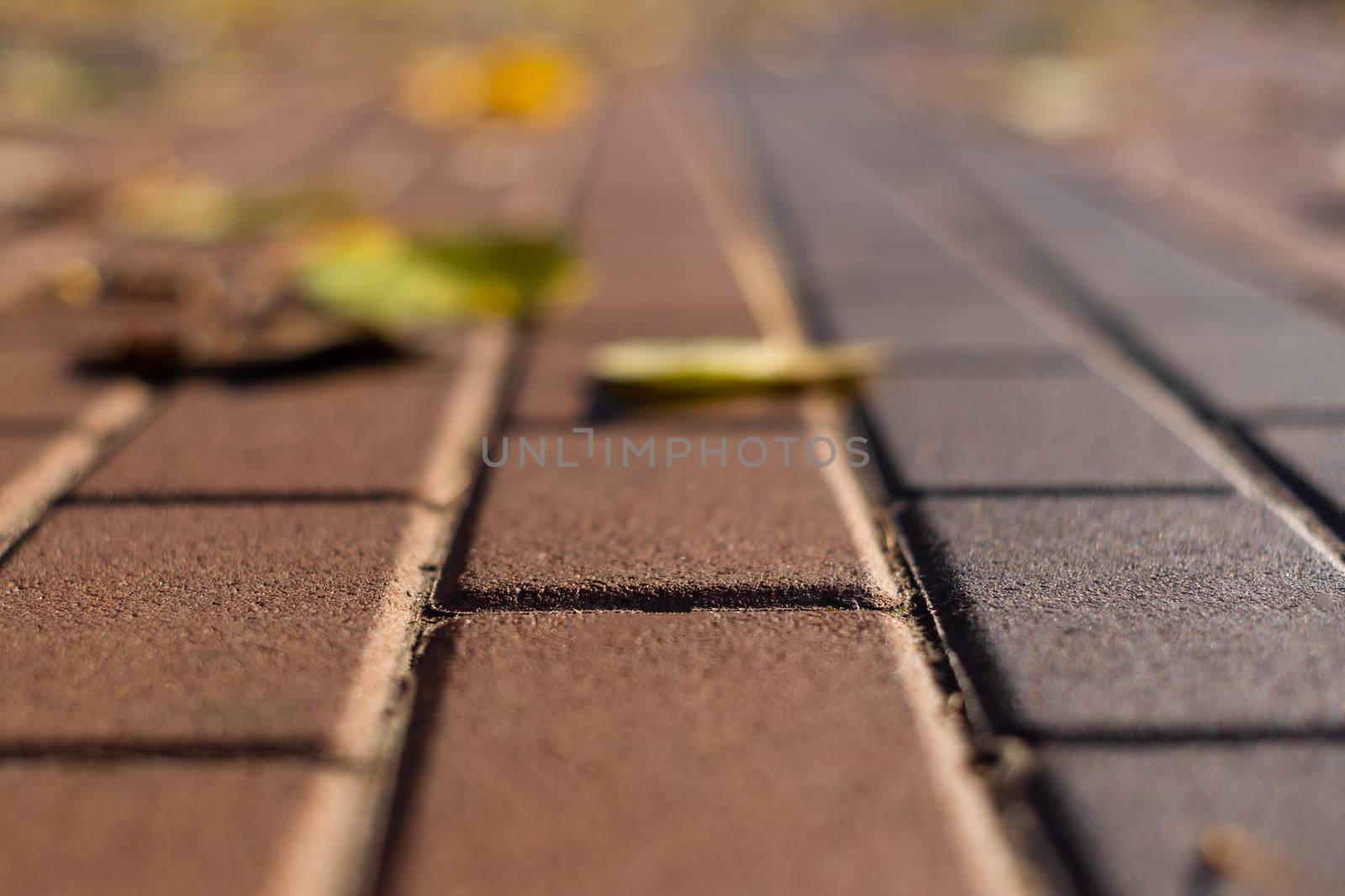 Autumn walking road with leaves at the curb. Green grass and orange leaves. Close-up view. Blurred background.