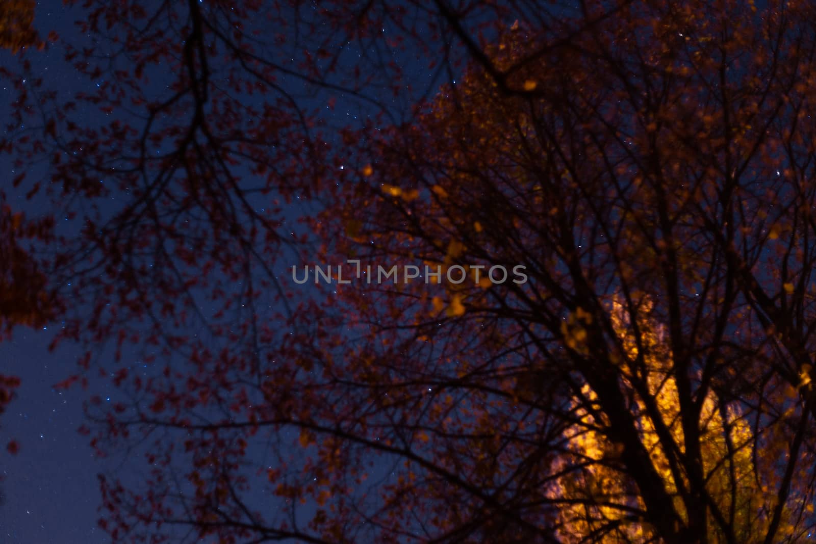 Long exposure night sky stars photo. A lot of stars with constellations. Trees on foreground. Far from the city. Night landscape.