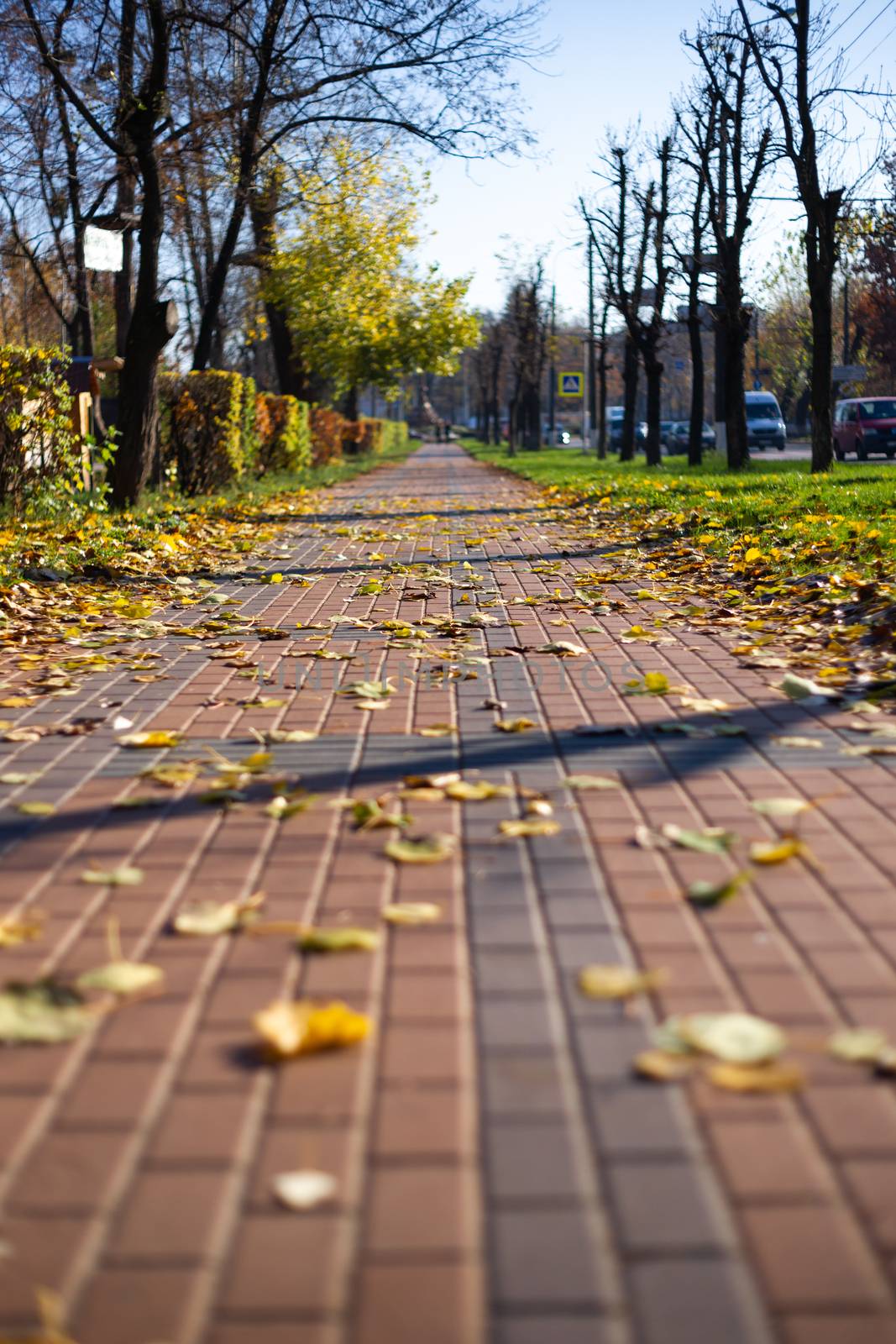 Autumn walking road with leaves at the curb. Green grass and orange leaves. by alexsdriver