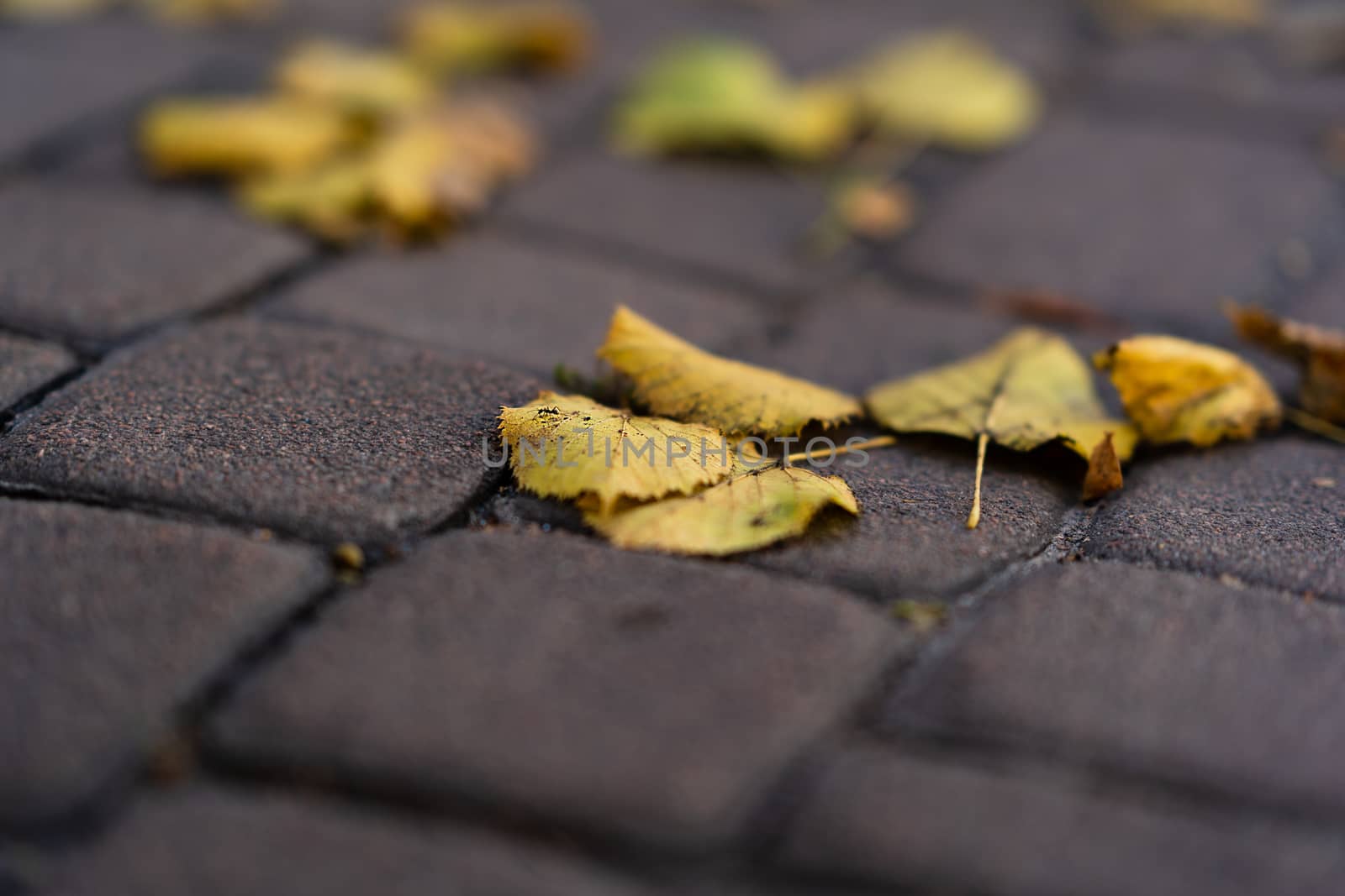 Orange leaves on walking road at  late autumn. Leaf fall season. Leaves on the pavement.