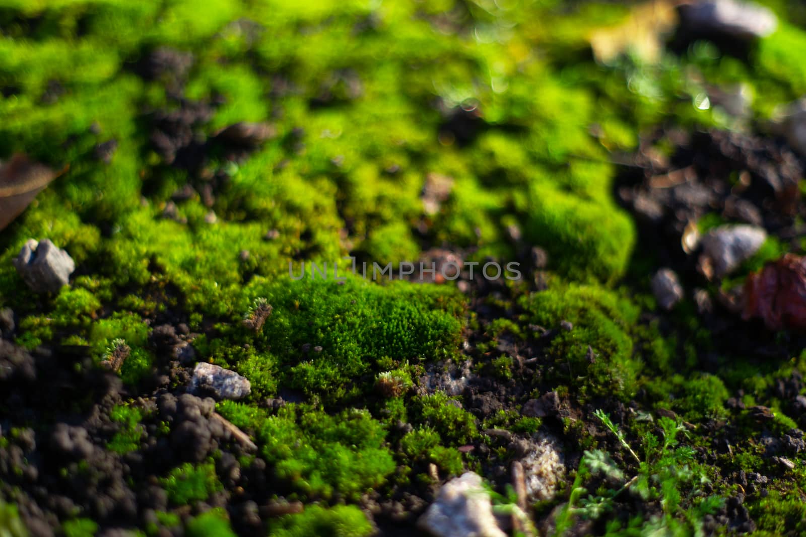 Hue green moss on black ground. Wet ground and soft moss.