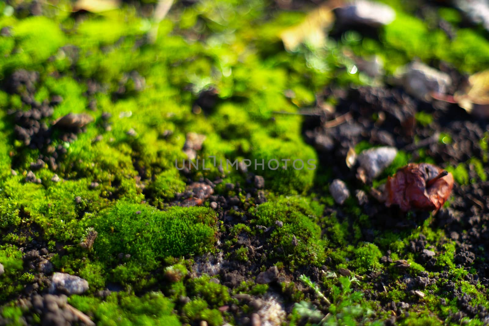 Hue green moss on black ground. Wet ground and soft moss. by alexsdriver