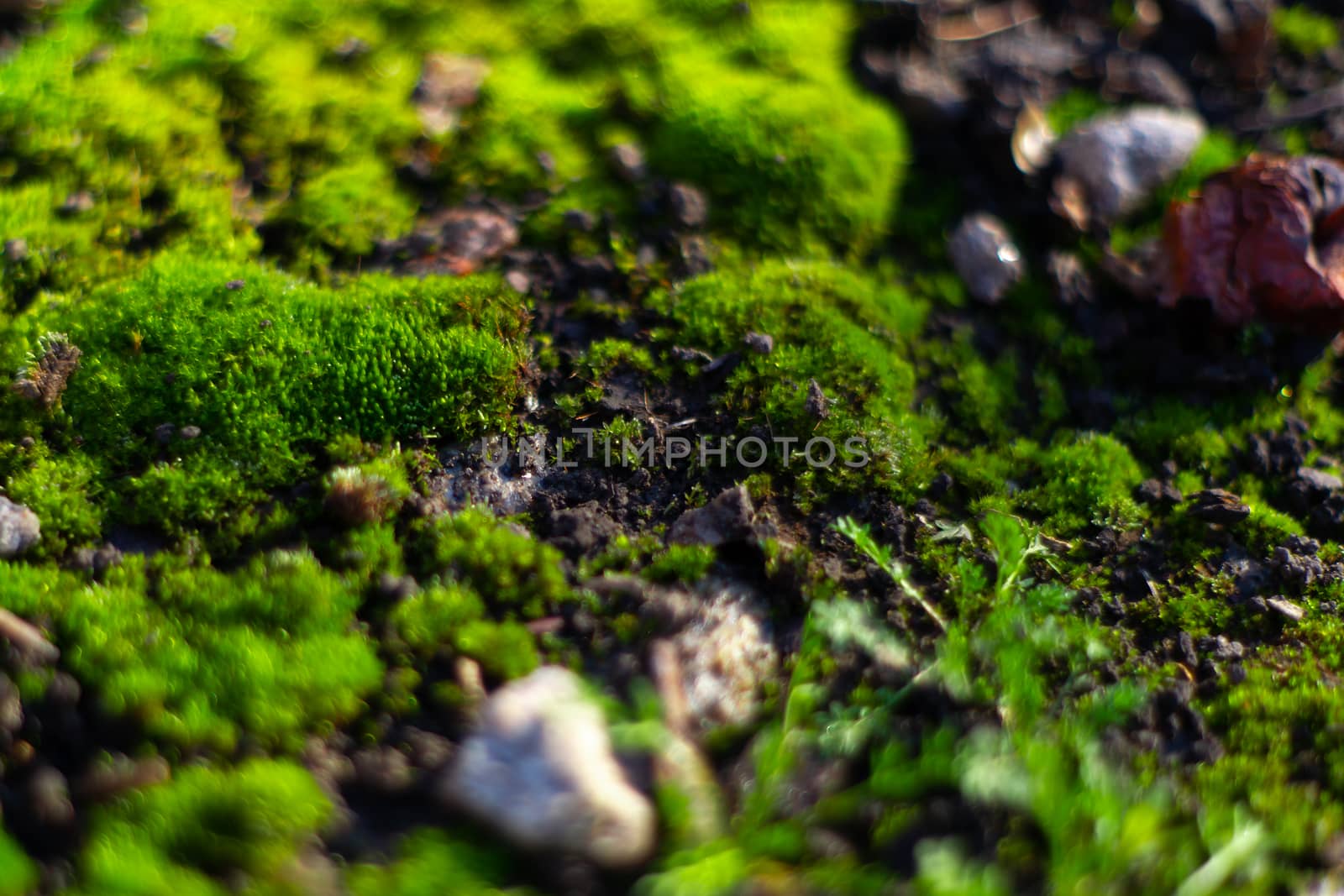 Hue green moss on black ground. Wet ground and soft moss.