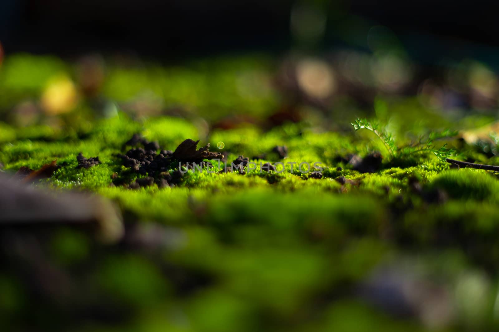 Hue green moss on black ground. Wet ground and soft moss. by alexsdriver