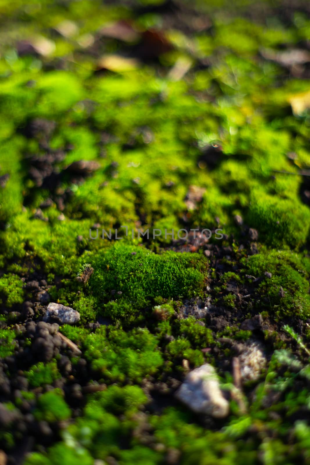 Hue green moss on black ground. Wet ground and soft moss. by alexsdriver