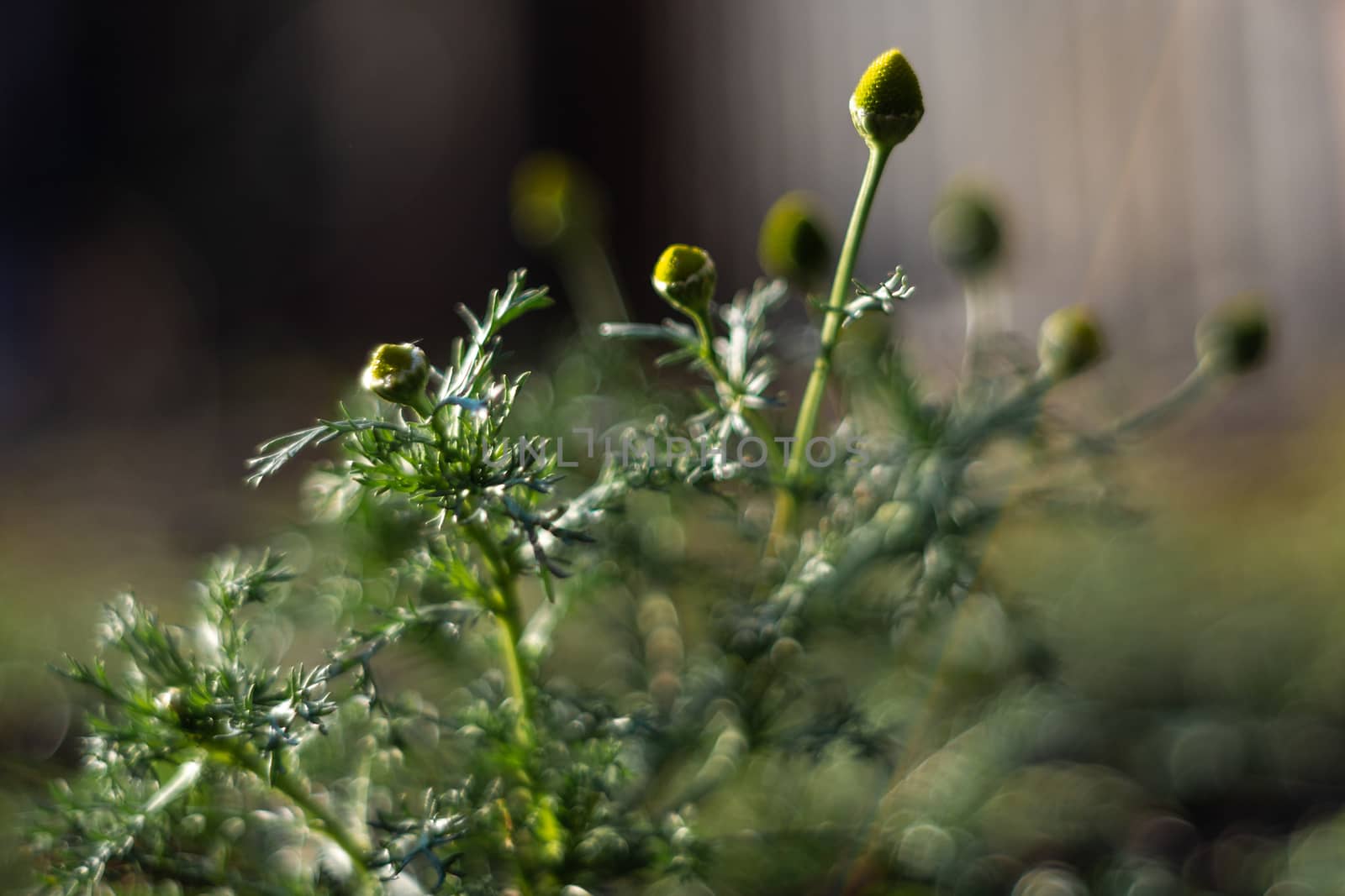 Wild chamomile plants with blurred background. Dark green colours and a few low light photo. by alexsdriver