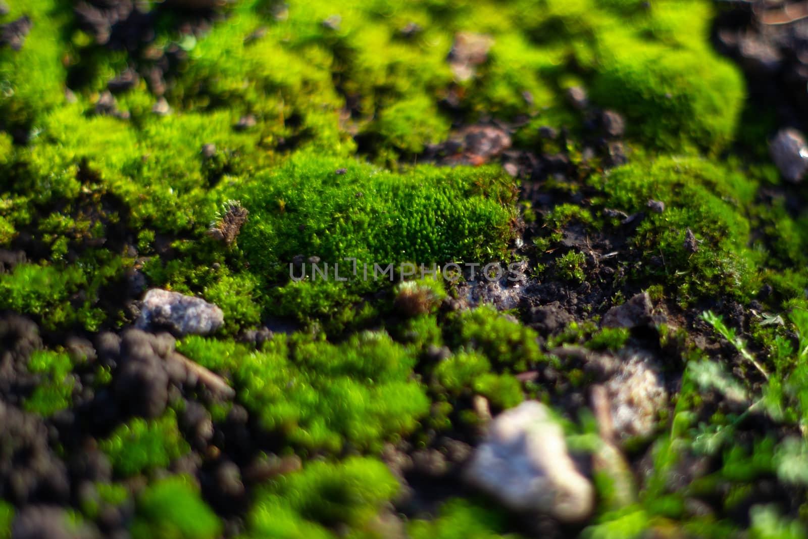 Hue green moss on black ground. Wet ground and soft moss.