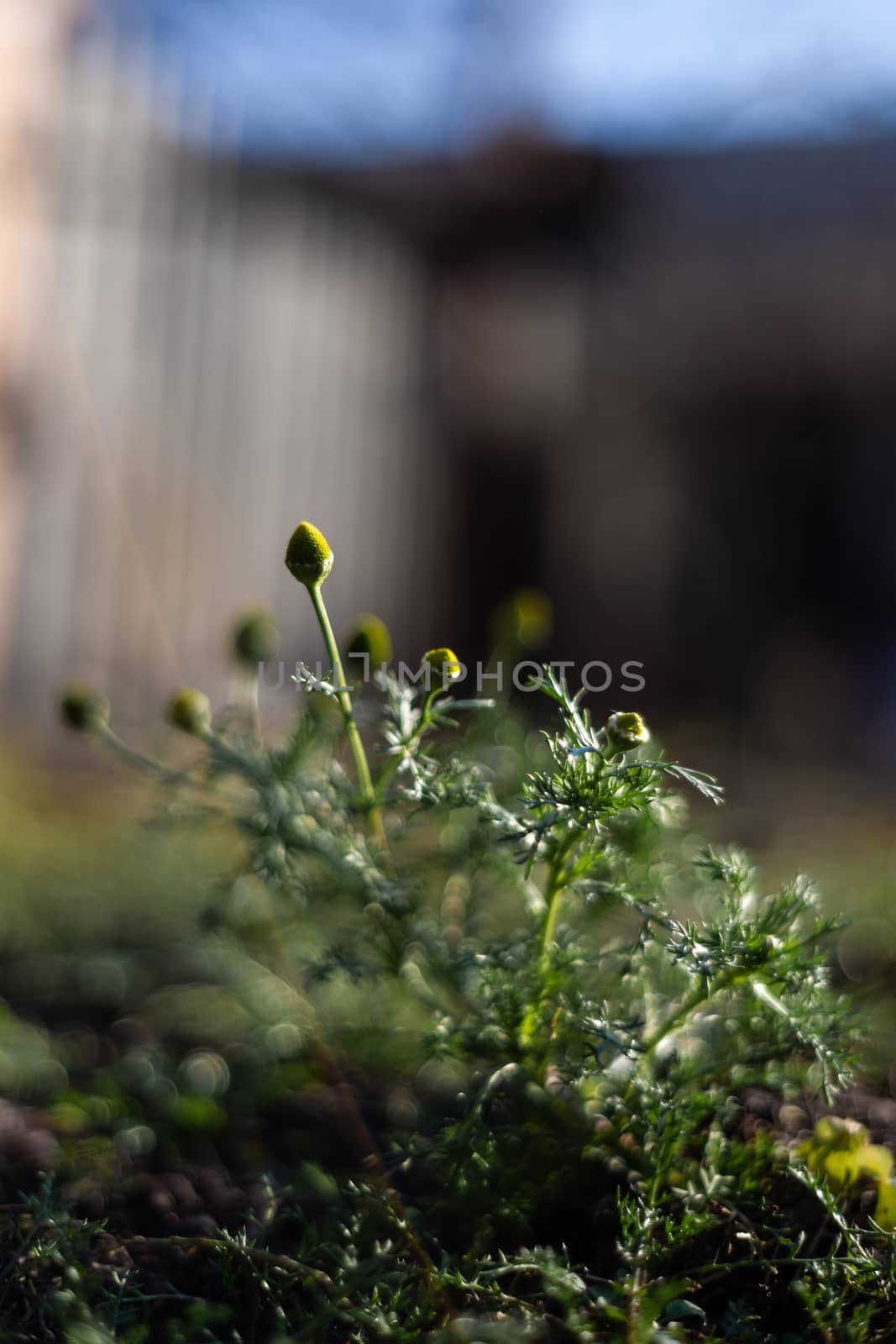 Wild chamomile plants with blurred background. Dark green colours and a few low light photo.