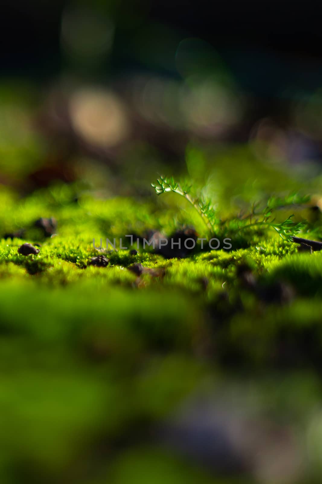 Hue green moss on black ground. Wet ground and soft moss. by alexsdriver