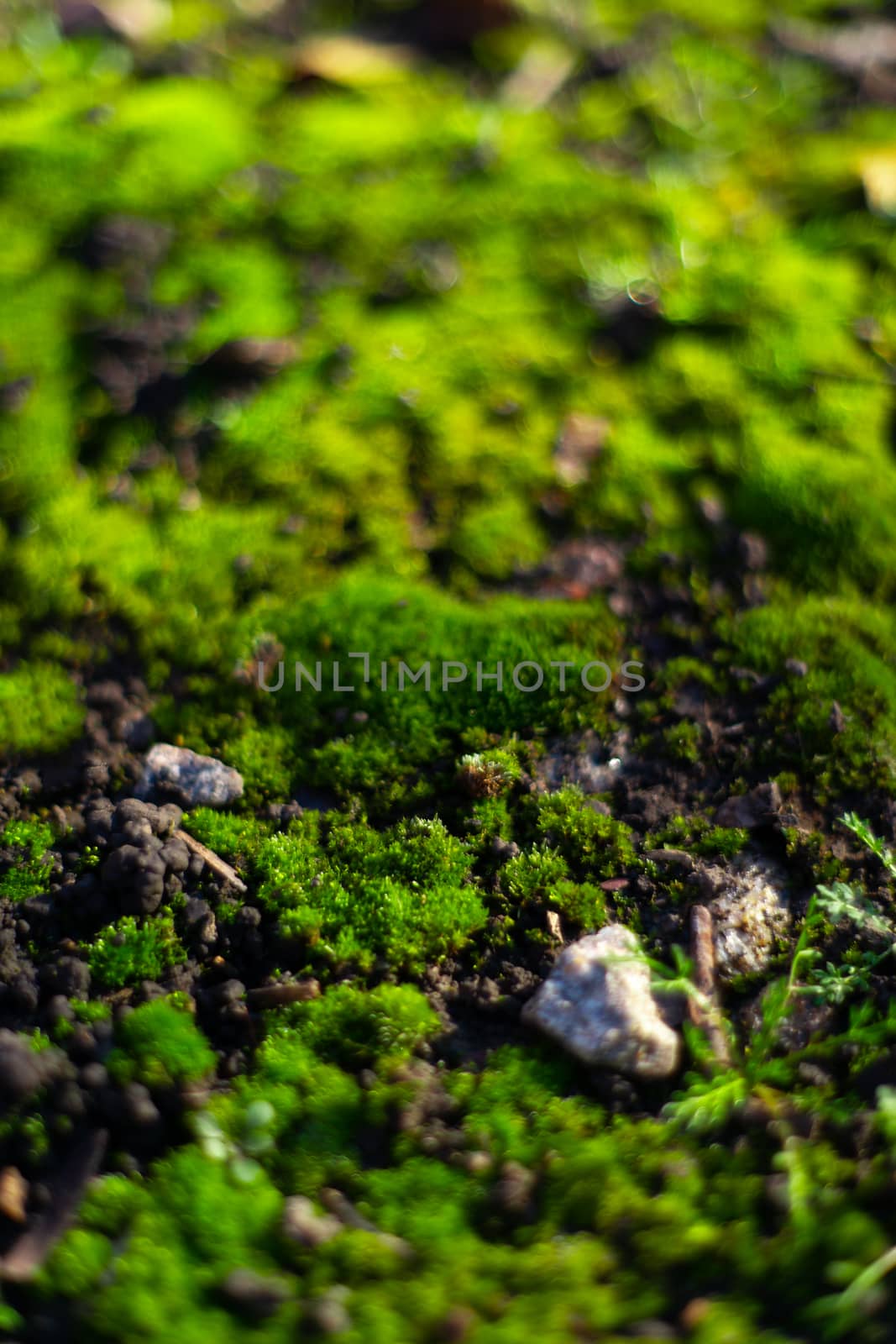 Hue green moss on black ground. Wet ground and soft moss.