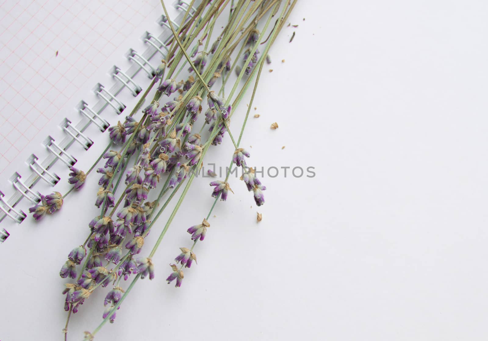 Bouquet of lavender on an open notebook, selective focus, the concept of collecting herbs and treatment of alternative medicine, top view.