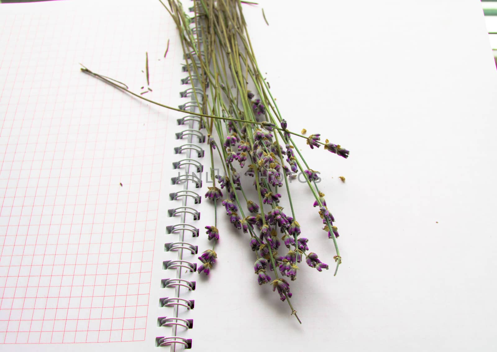 Bouquet of lavender on an open notebook, selective focus, the concept of collecting herbs and treatment of alternative medicine, top view.