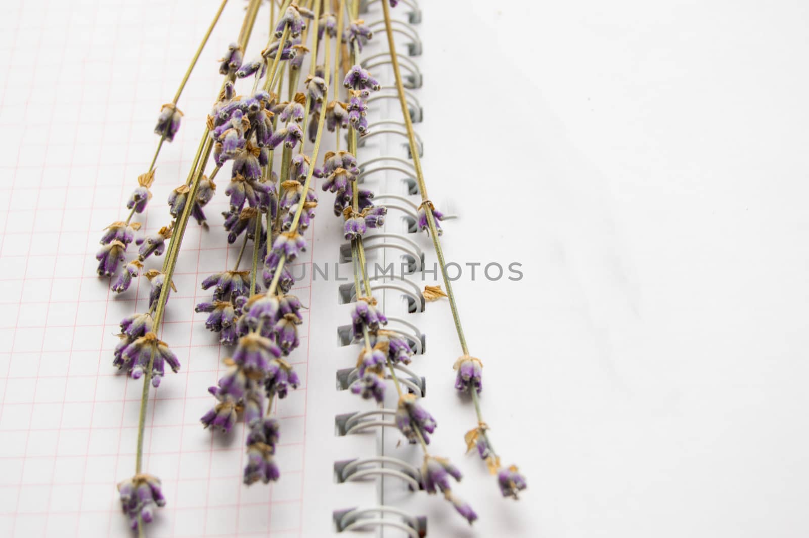 Bouquet of lavender on an open notebook, selective focus, the concept of collecting herbs and treatment of alternative medicine, top view.