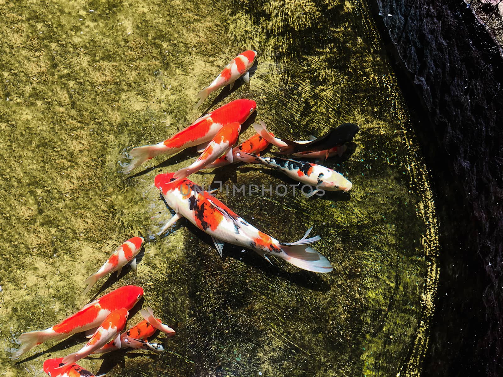 Colourful fish in sunny pond