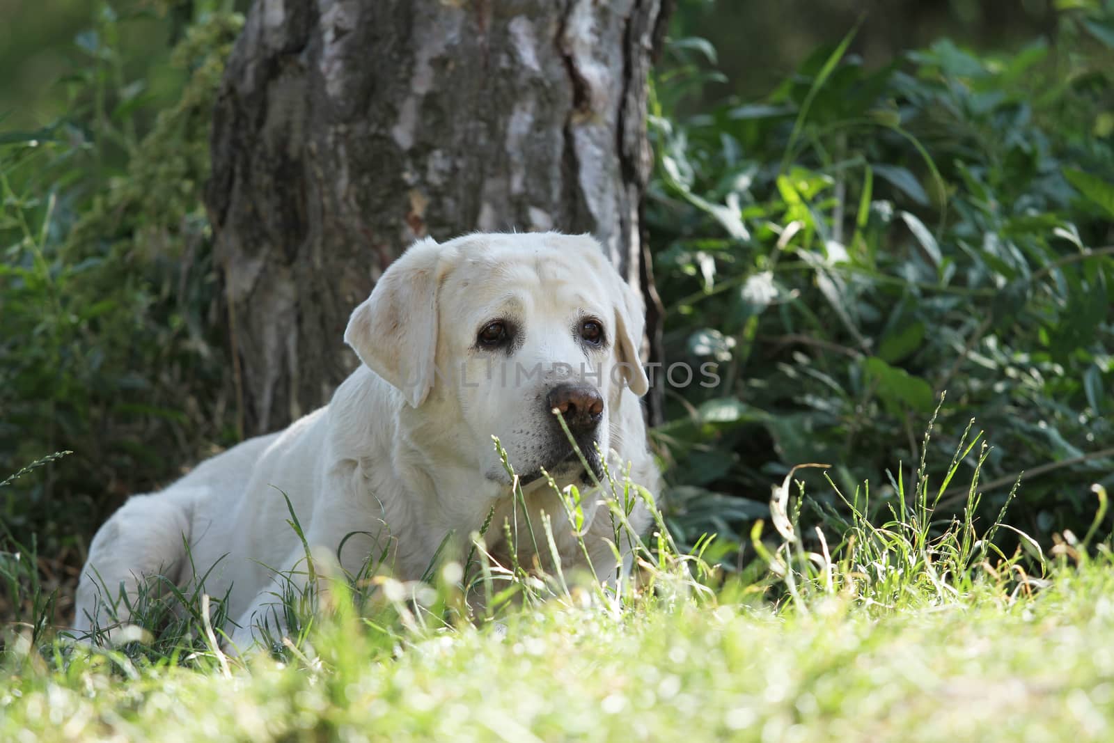 the sweet little yellow labrador puppy sitting on blue background