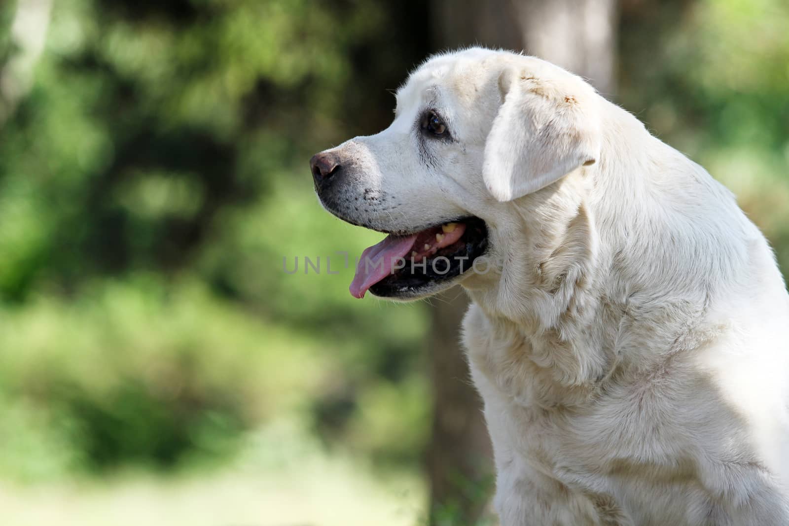 the little yellow labrador puppy sitting on blue background