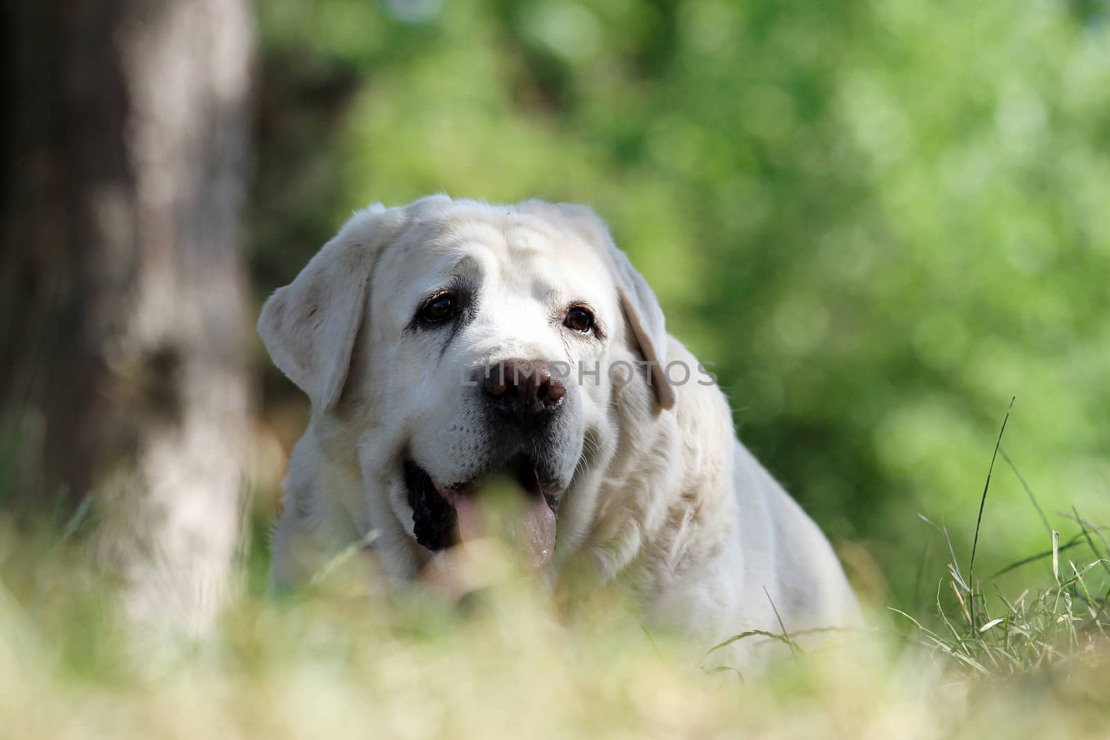 little yellow labrador puppy sitting on blue background