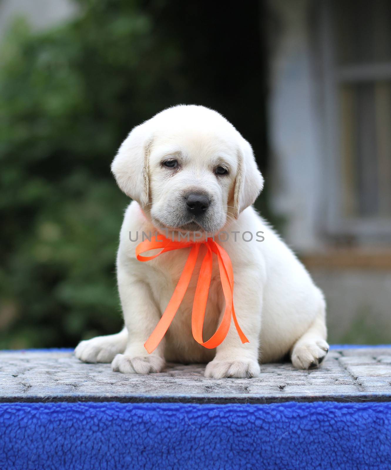 a little yellow labrador puppy sitting on blue background