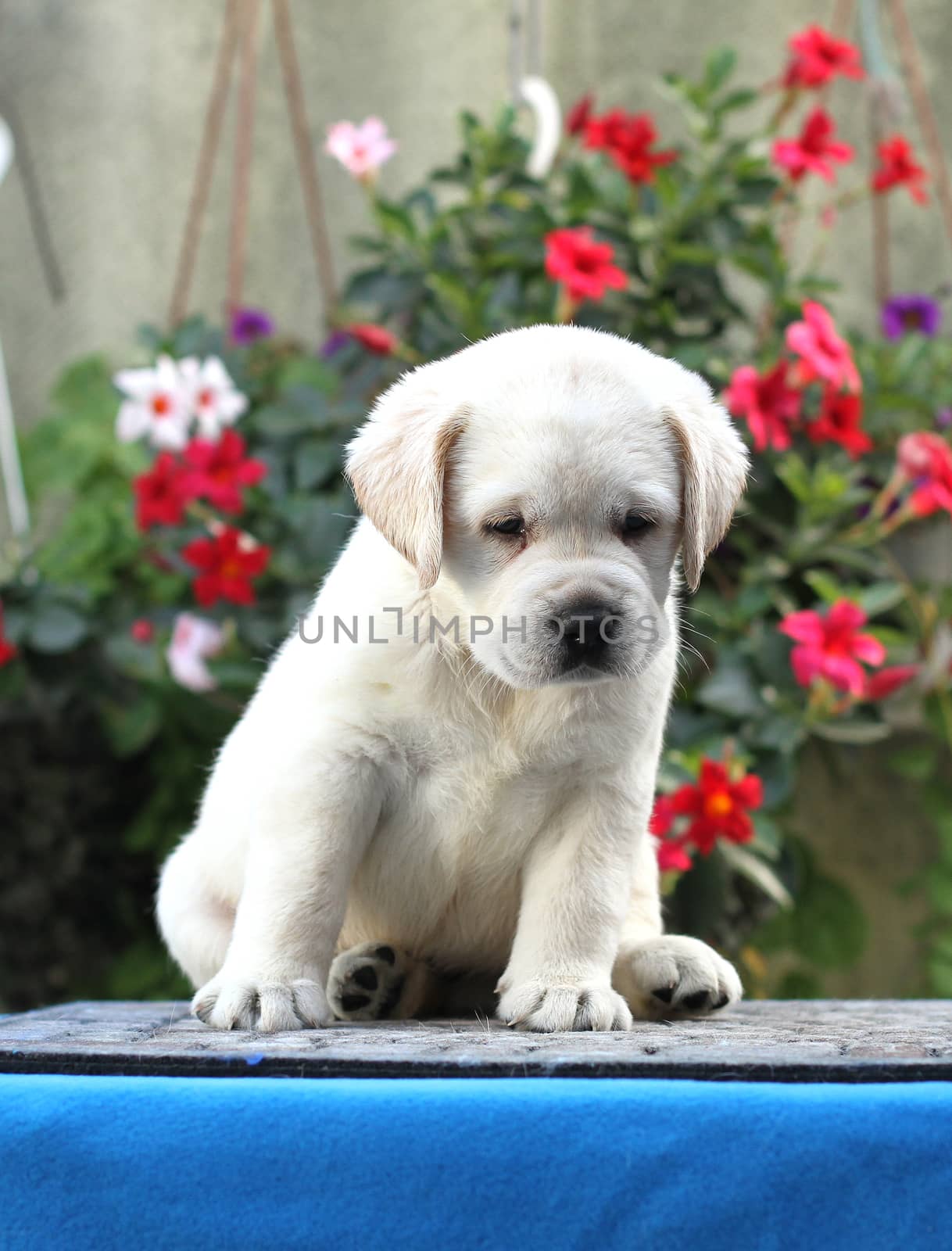 the little yellow labrador puppy sitting on blue background