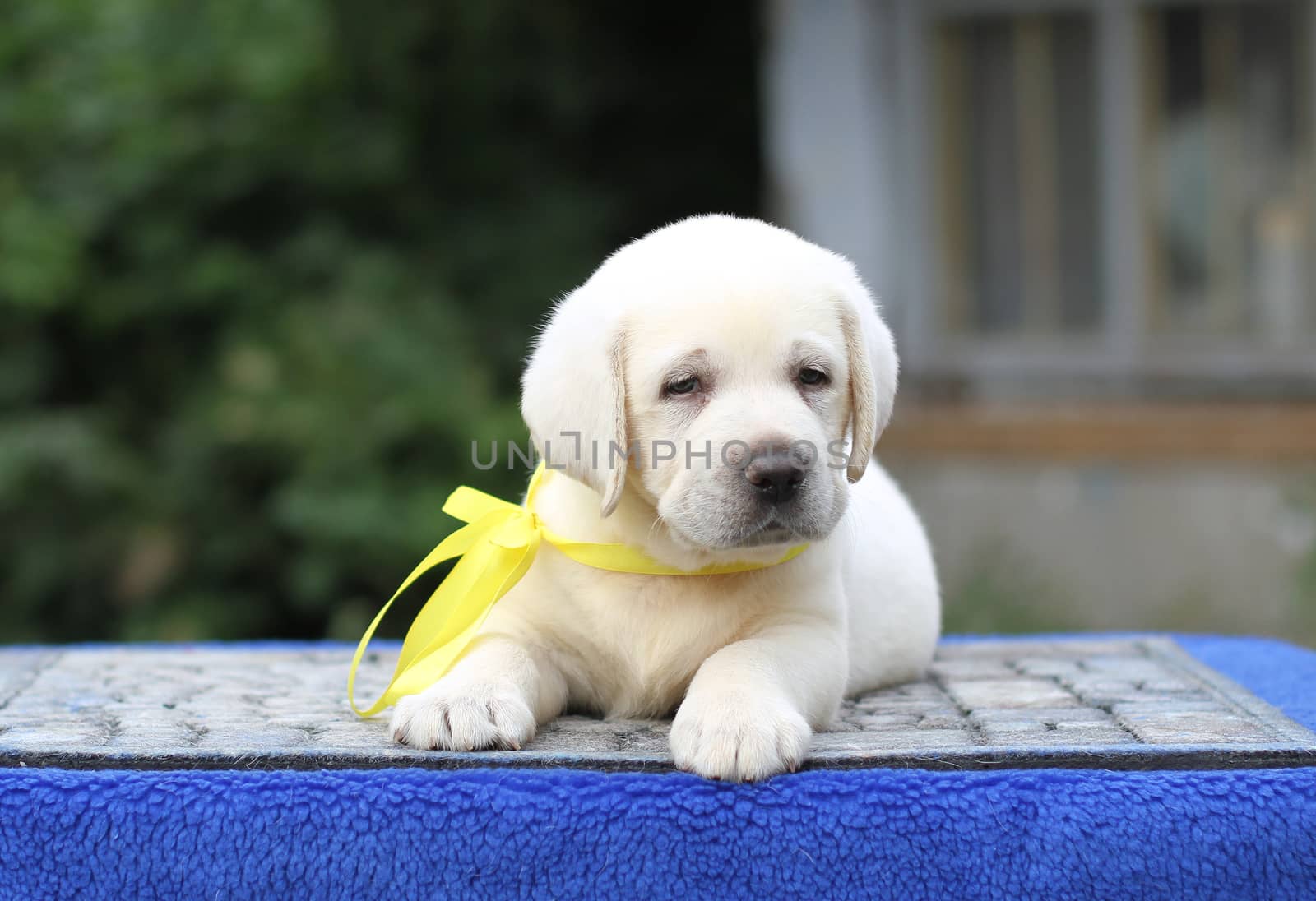 little sweet yellow labrador puppy sitting on blue background