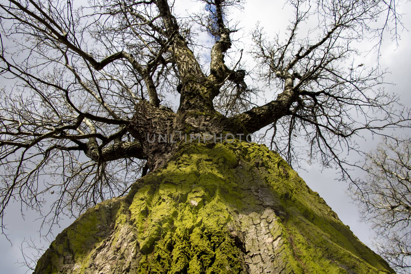 Bottom view of an old tree with a crown on a sunny day. by kip02kas