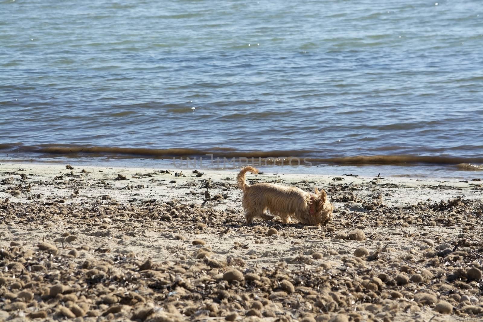 Cute dog playing on sandy beach on a sunny winter day in Mallorca, Spain.