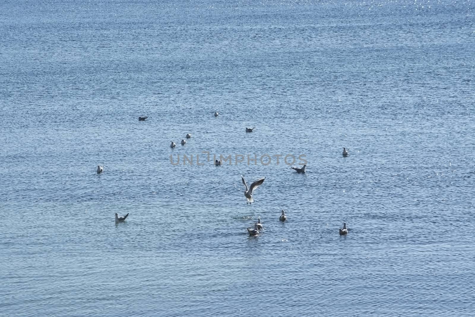 Seagulls enjoy free space on blue Mediterranean water on a bright and sunny winter day in Mallorca, Spain.