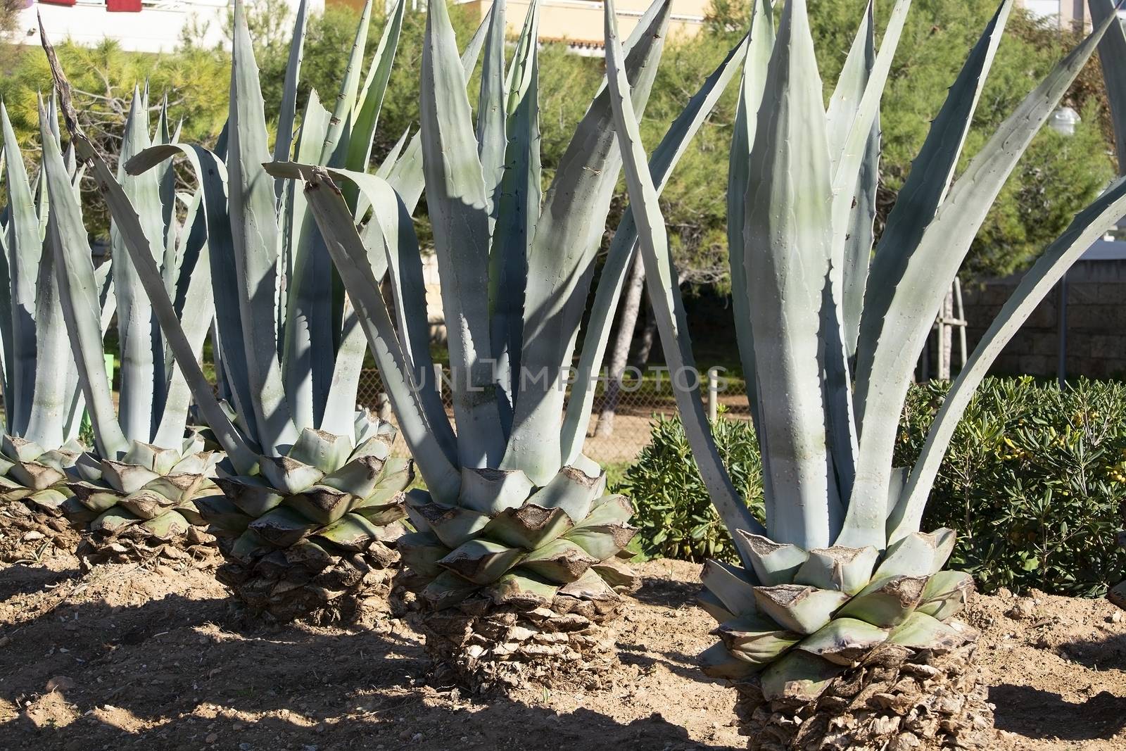 Aloe vera plant on a sunny day in December in Mallorca, Spain
