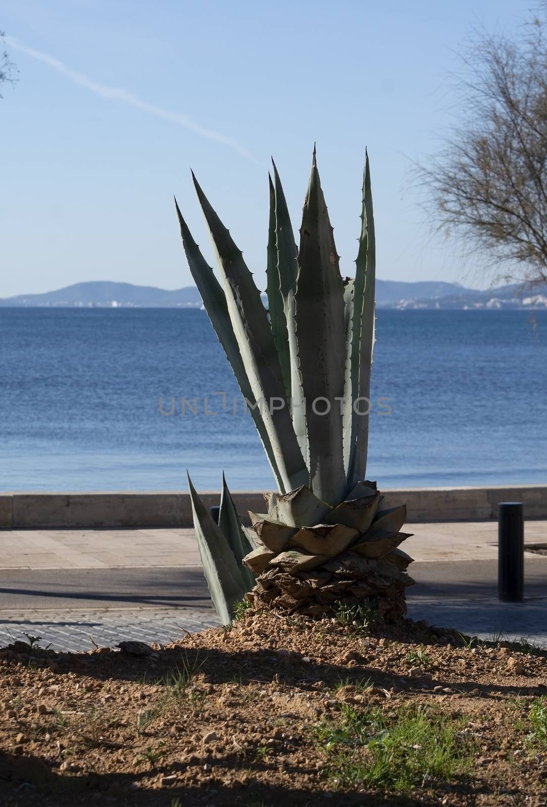 Aloe vera plant on a sunny day in December in Mallorca, Spain