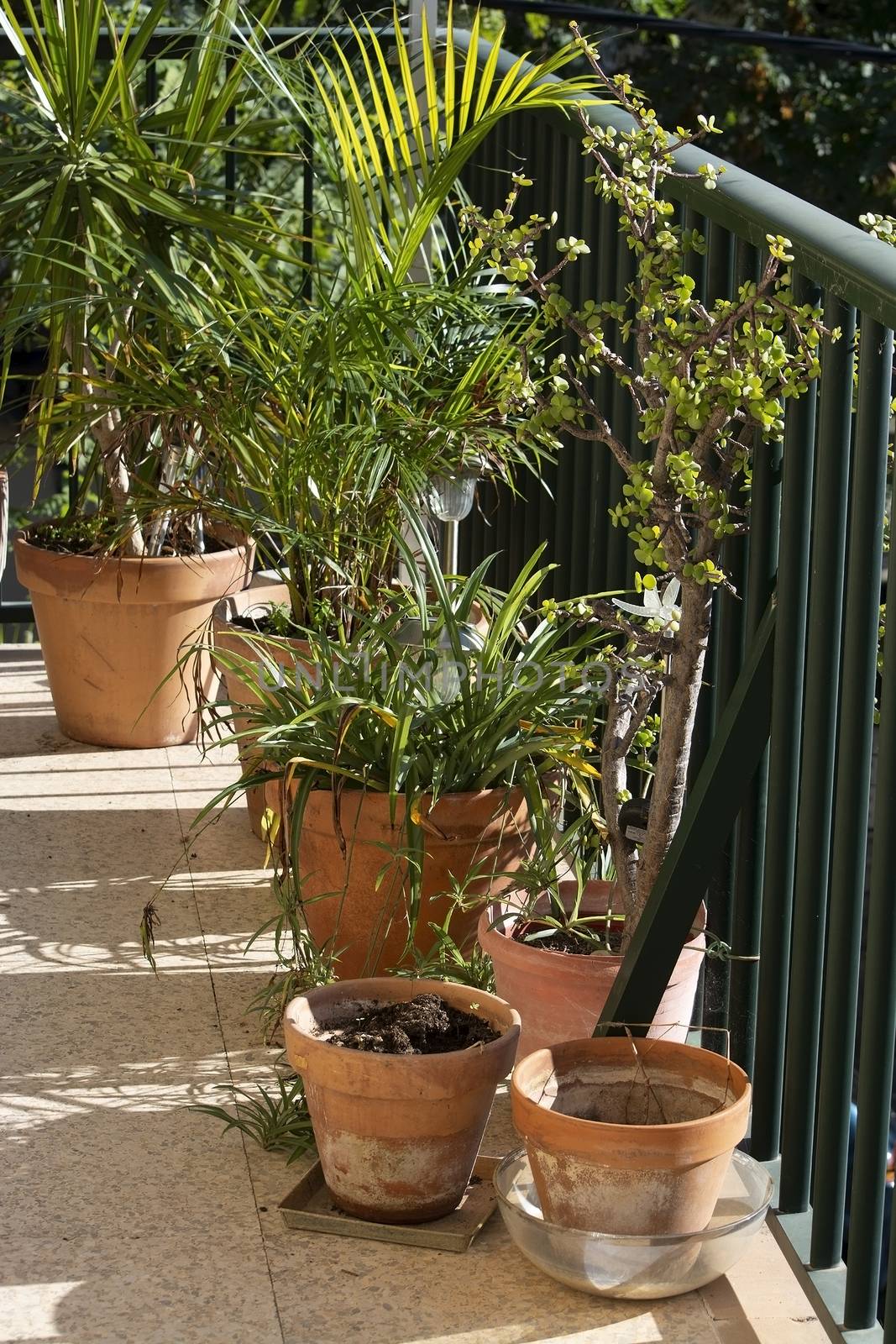 Lush green terrace with palms and other plants in terracotta pots wine barrel in Mallorca, Spain