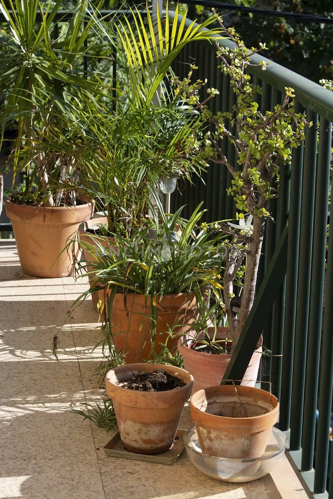 Lush green terrace with palms and other plants in terracotta pot by ArtesiaWells