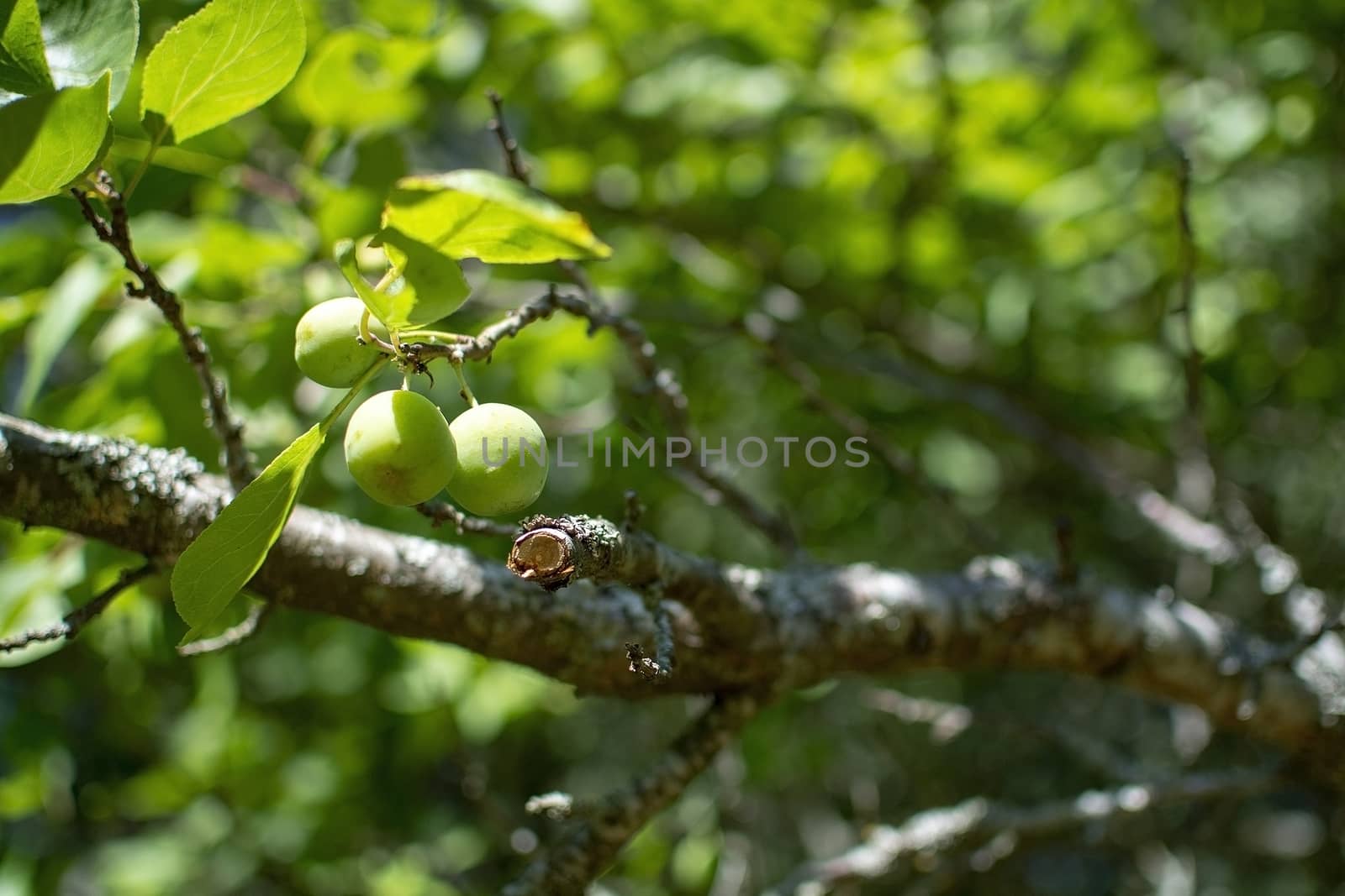 Closeup of plums ripening on a tree in a green garden by ArtesiaWells