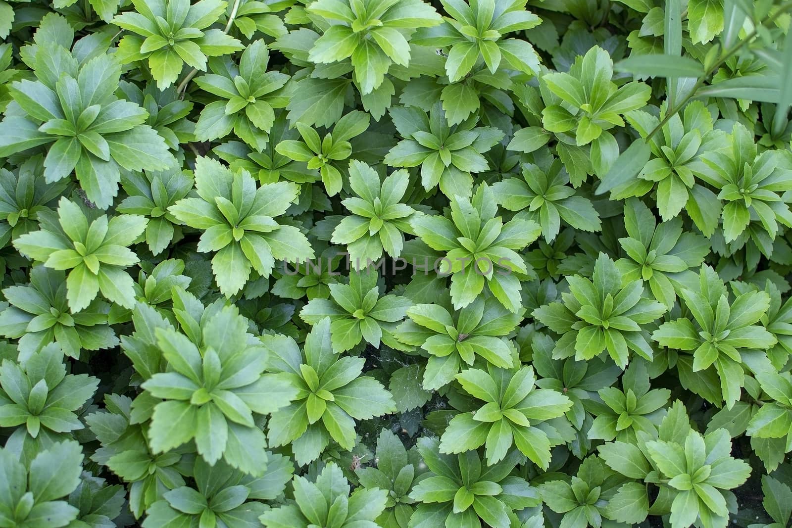 Fresh green decorative thick leaves full frame summer garden vegetation