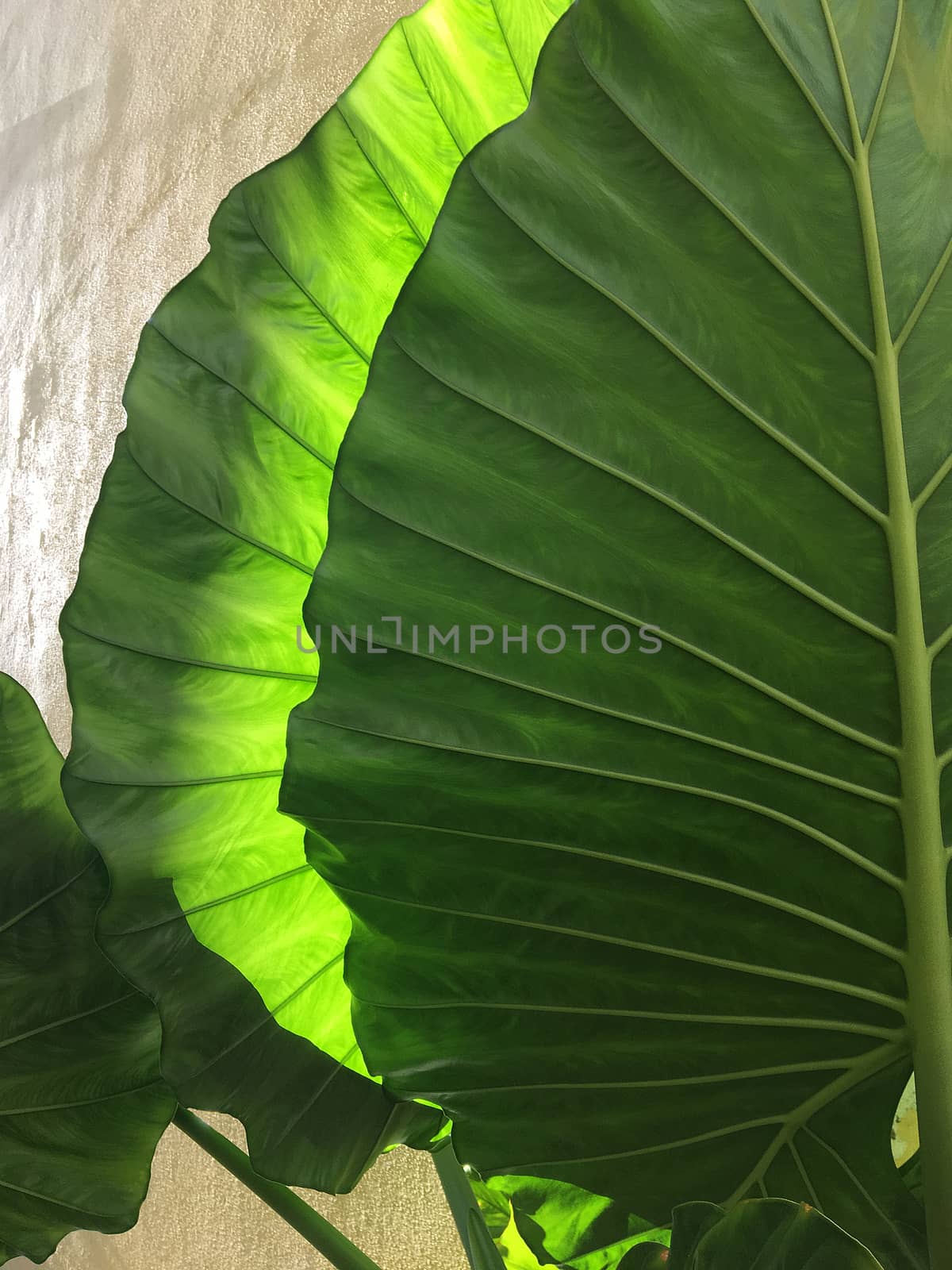 Green leaf closeup full frame abstract digital illustration