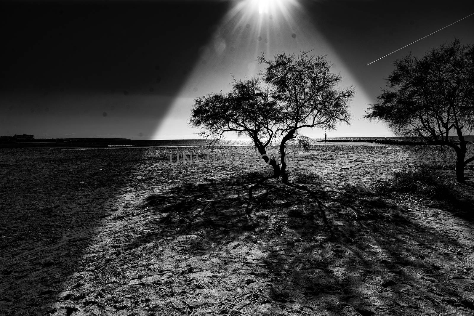 Beautiful tree silhouette in pyramid light shape black and white photo
