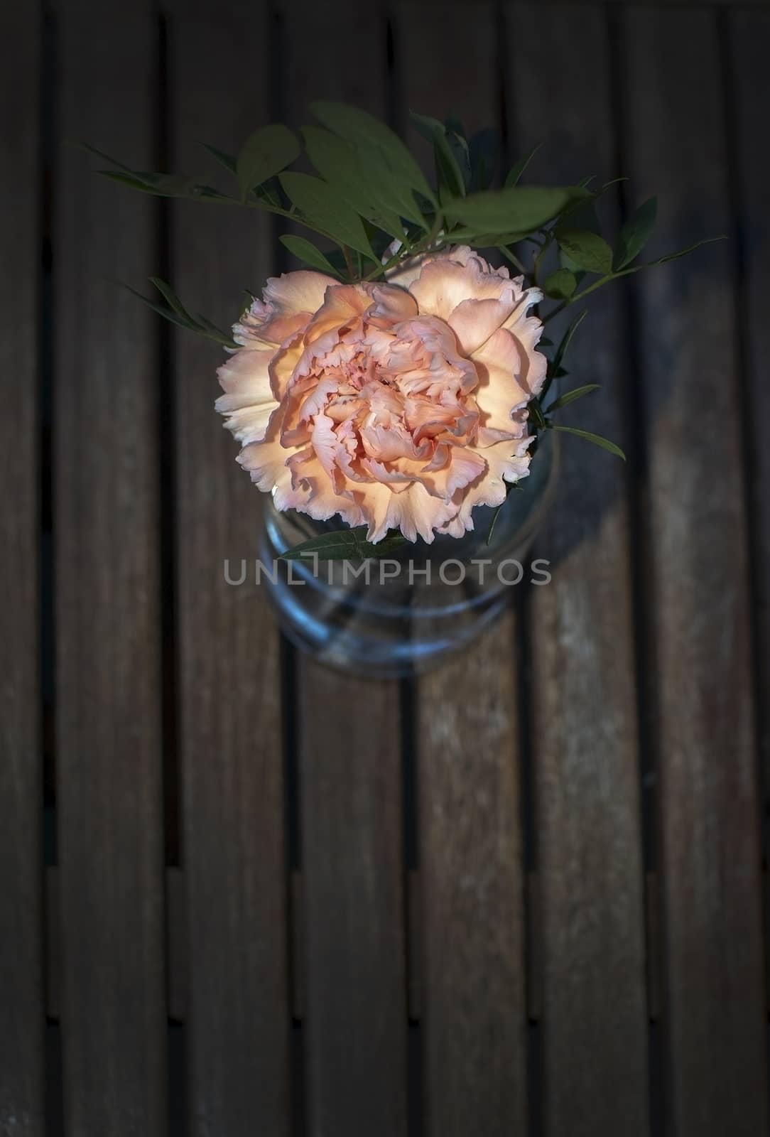 Pink carnation flower  with green leaves in glass vase indoors on brown wood garden table with copy space