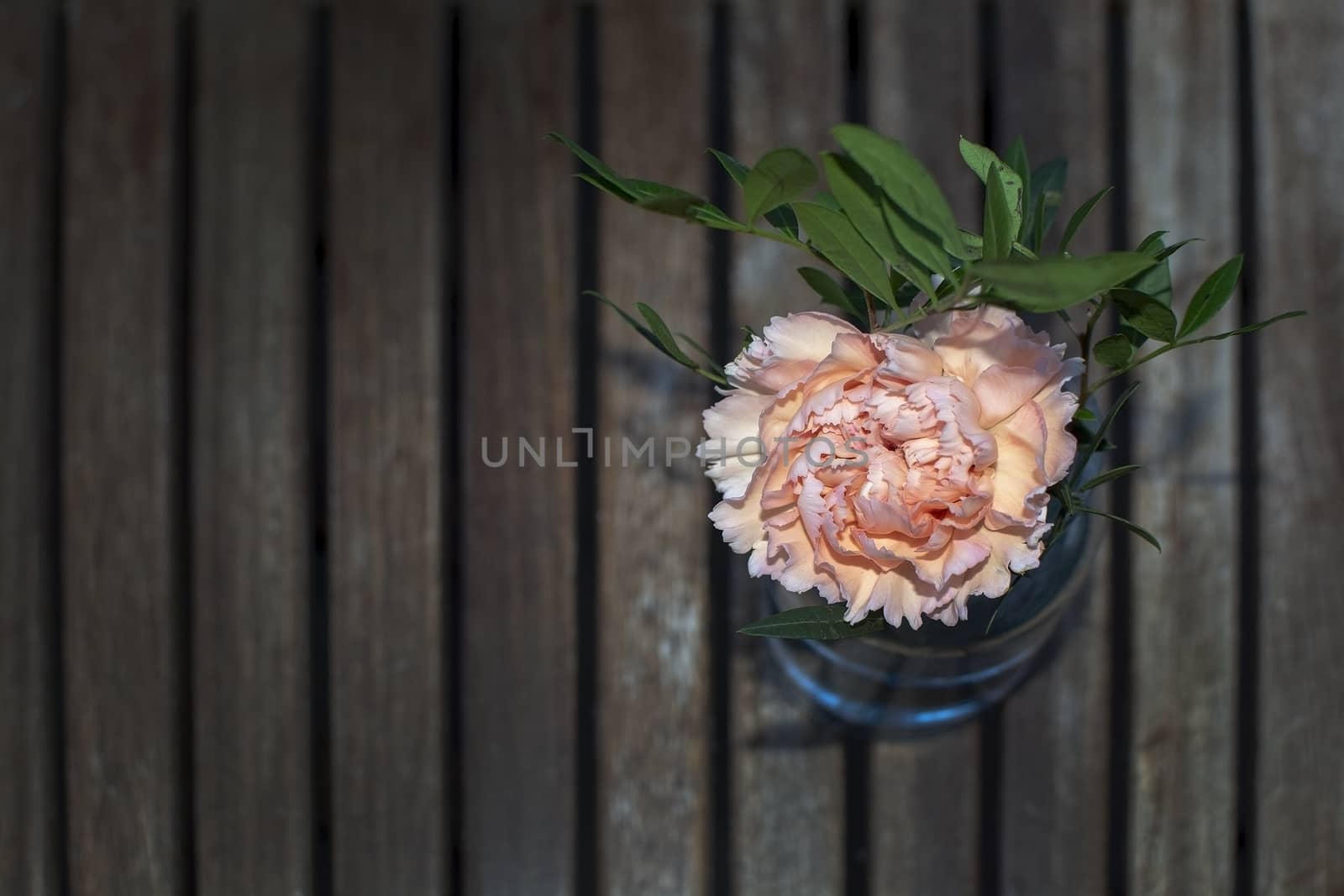 Pink carnation flower  on wood garden table by ArtesiaWells