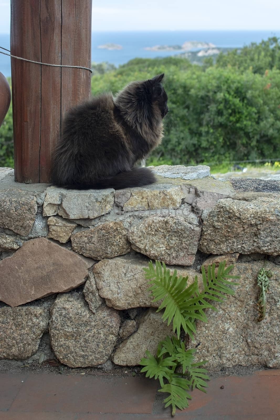 Dark brown cat sits on stone wall with sea view over the macchia in Sardinia, Italy.