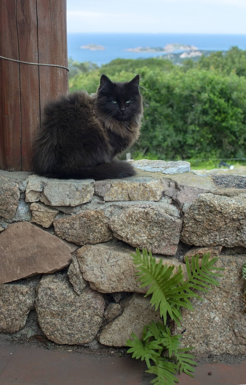 Dark brown cat sits on stone wall with sea view  by ArtesiaWells