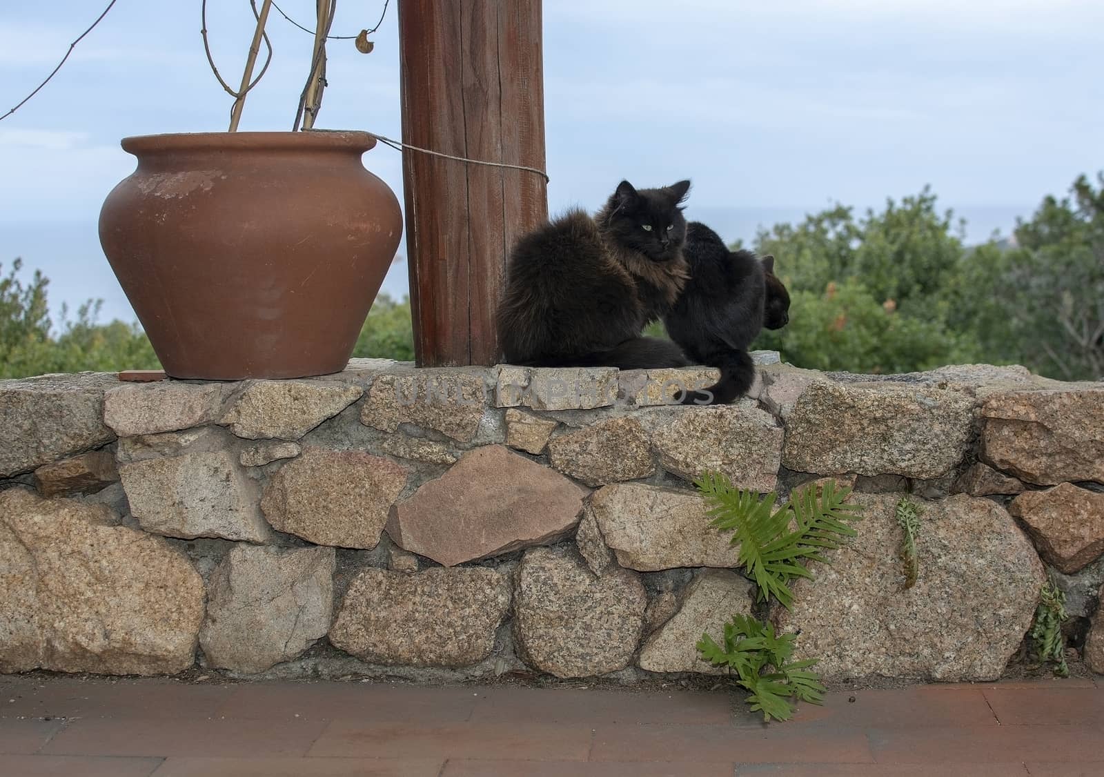 Dark brown cat sits on stone wall with sea view over the macchia in Sardinia, Italy.