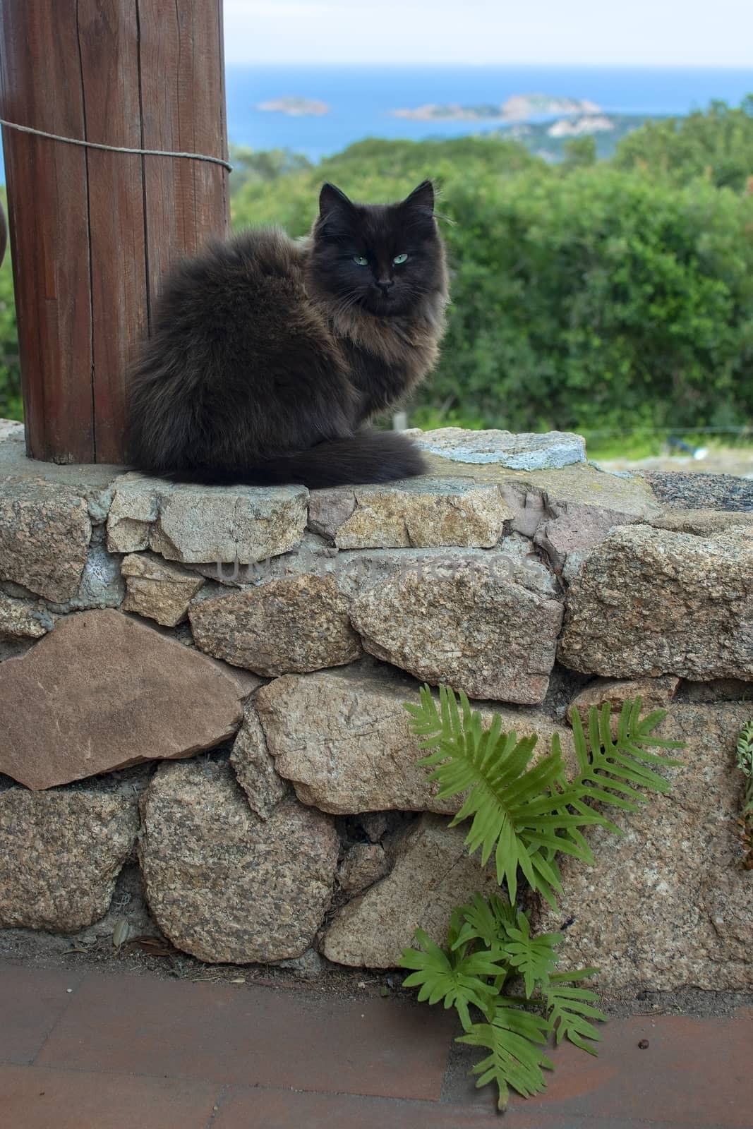 Dark brown cat sits on stone wall with sea view over the macchia in Sardinia, Italy.