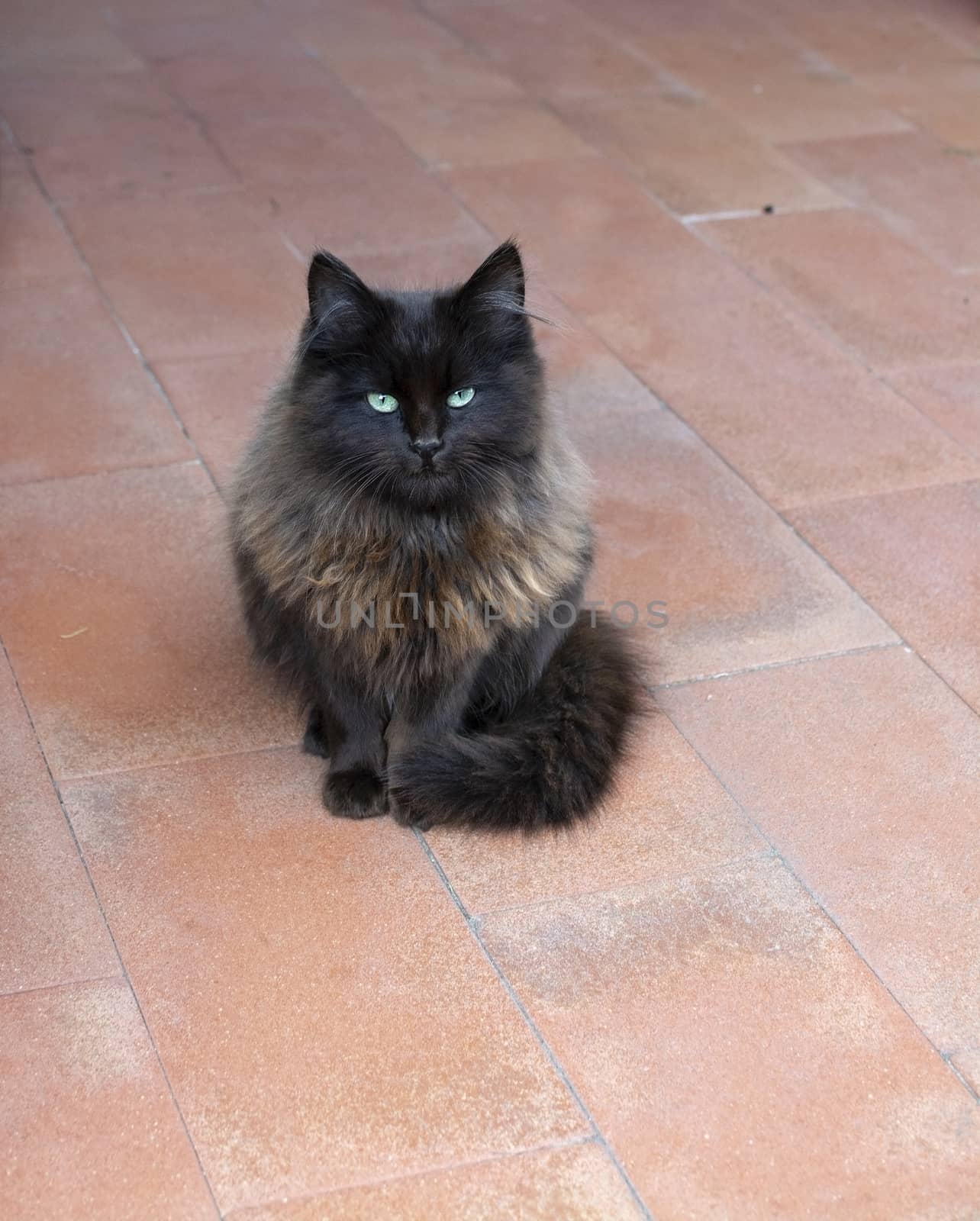 Beautiful dark brown fluffy cat with emerald green eyes on red terracotta floor looks into camera.