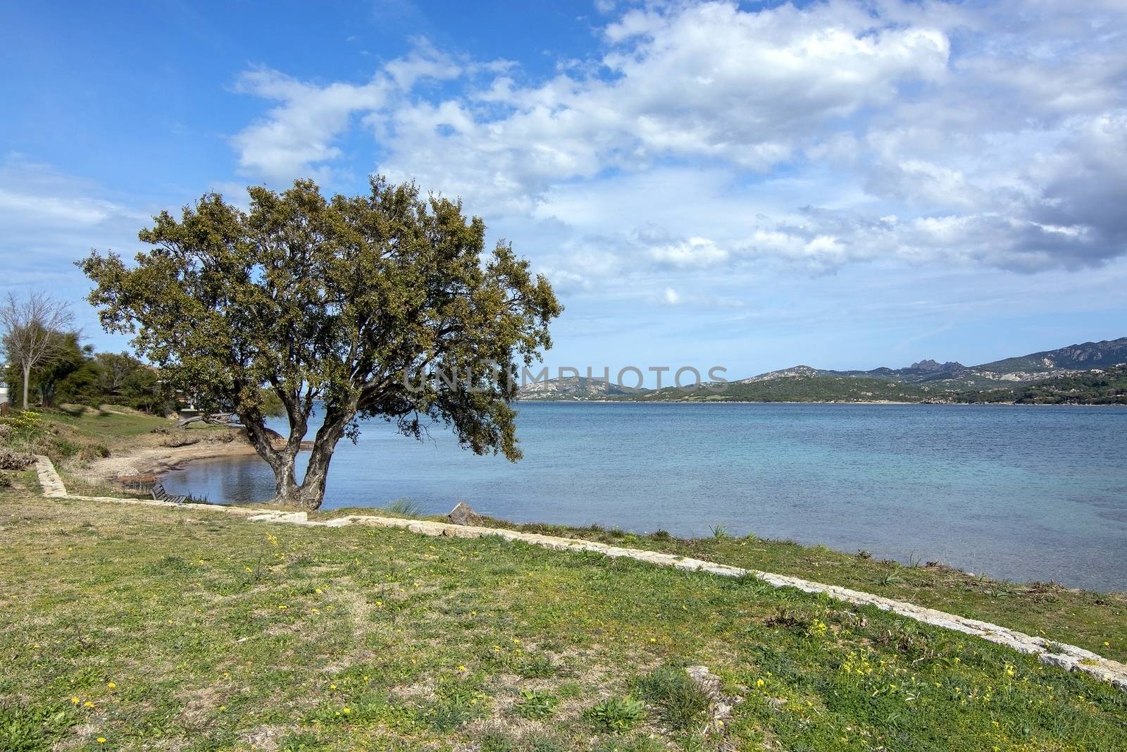Landscape with tree and sandy beach in Sardinia, Italy, on an overcast day in March.