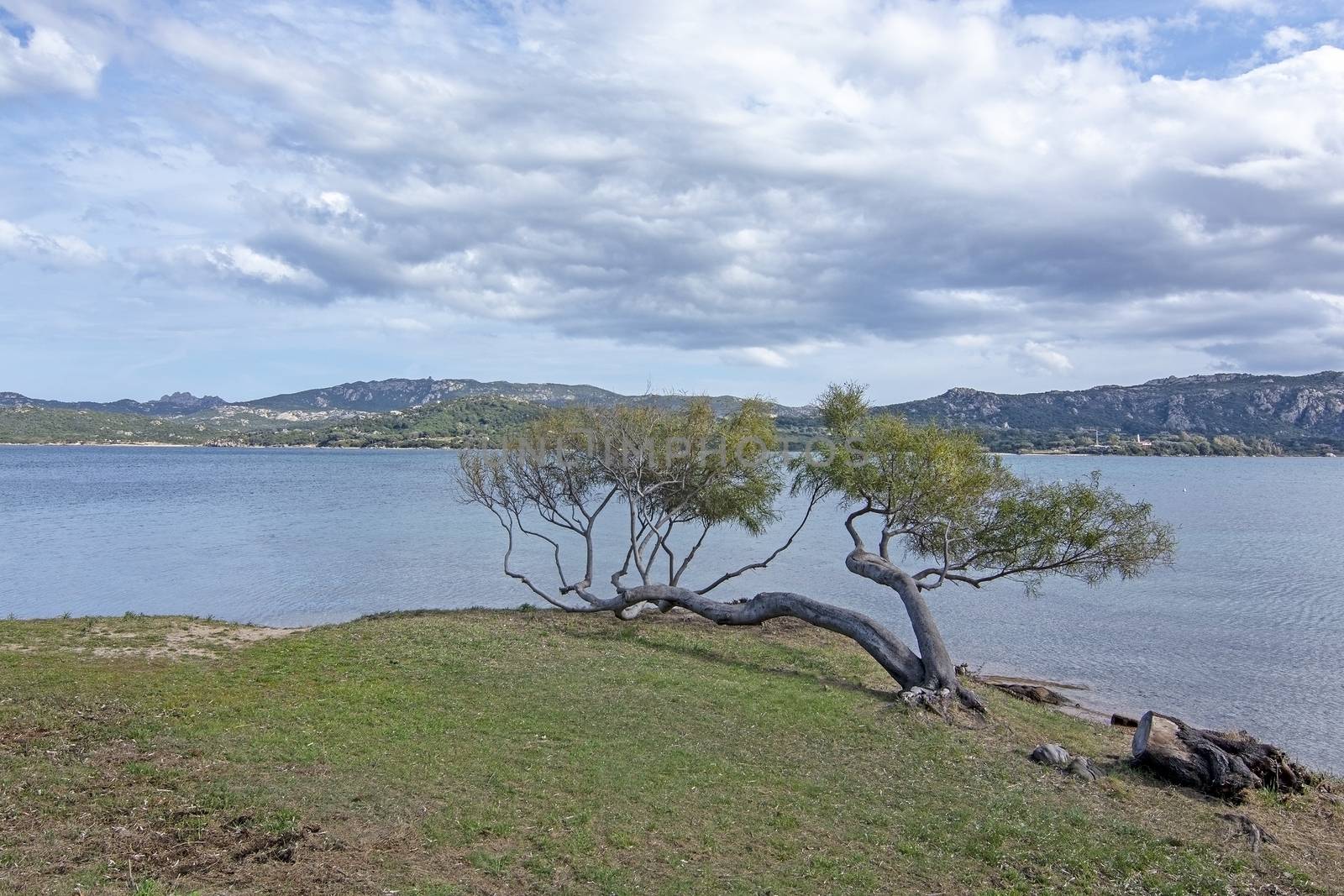 Landscape with tree and sandy beach in Sardinia by ArtesiaWells